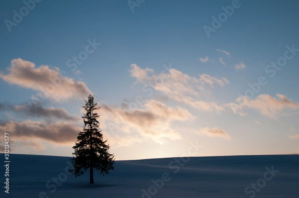Obraz 冬の夕暮れの空とマツの木　美瑛町