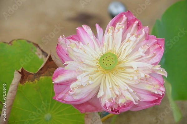 Obraz closeup lotus flower