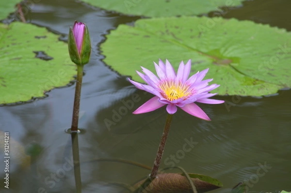 Fototapeta pink water Lilly in a pond with Lillypads
