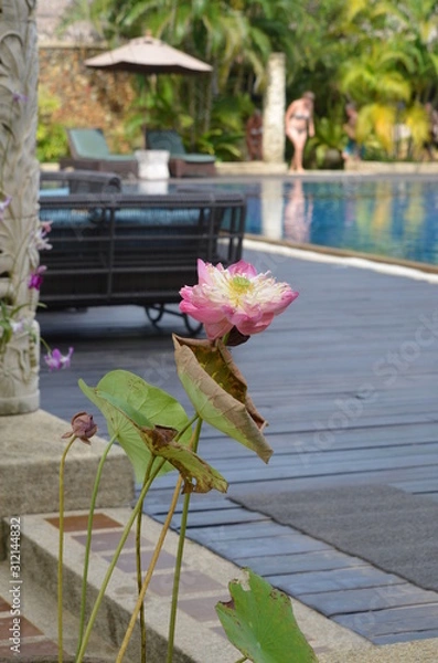 Fototapeta lotus flower next to luxury resort pool and chairs 
