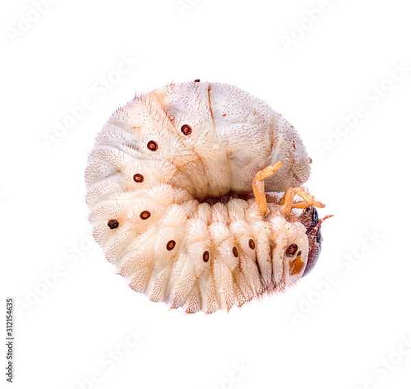Fototapeta Image of grub worms, Coconut rhinoceros beetle (Oryctes rhinoceros), Larva on white background