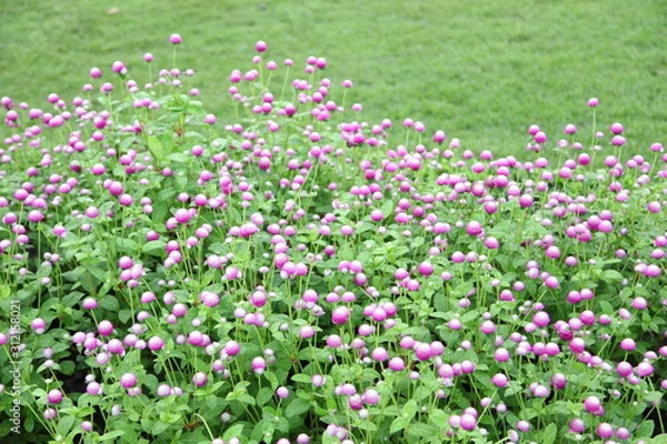 Fototapeta Globe amaranth or Gomphrena globosa flower in the garden 