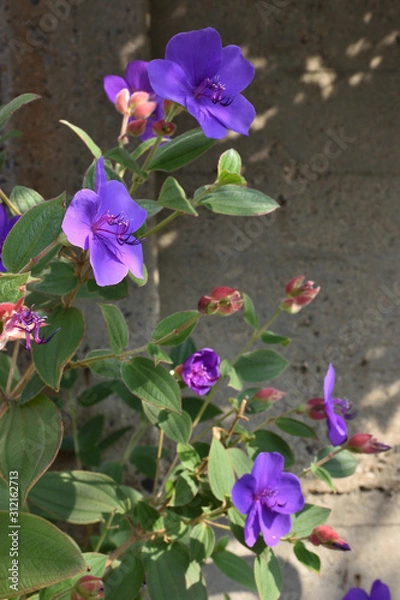 Obraz シコンノボタン