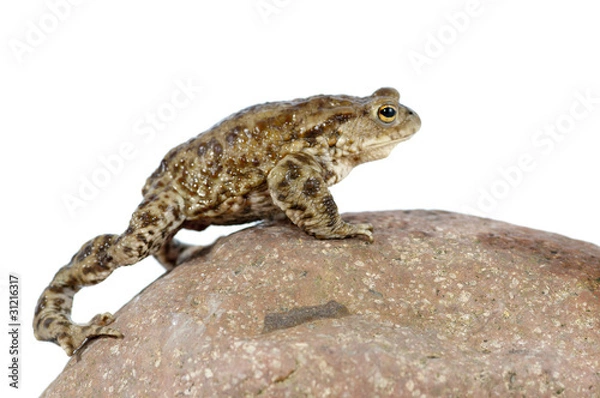 Obraz Toad
