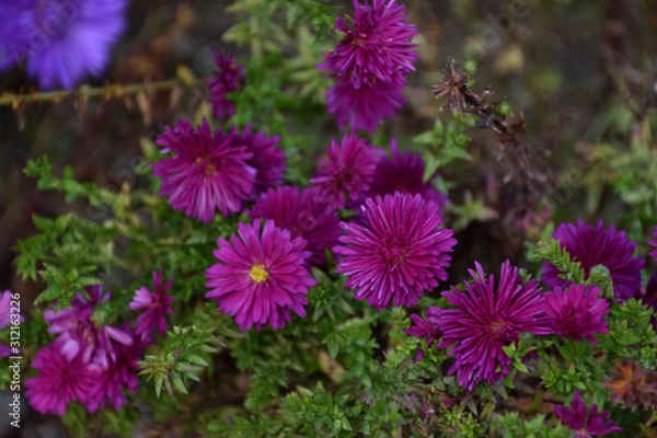 Obraz クジャクアスター