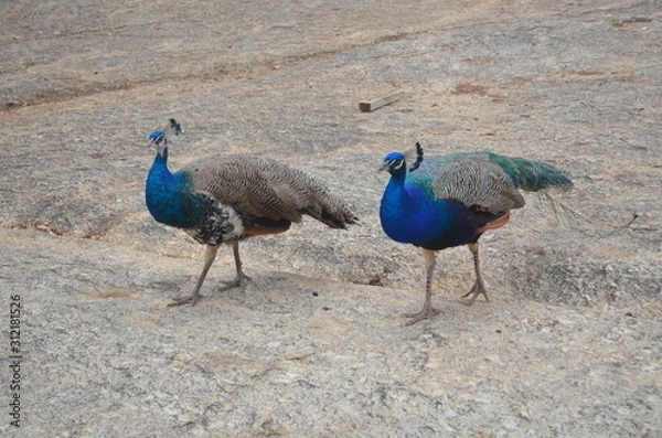 Obraz two peacocks on a rock 