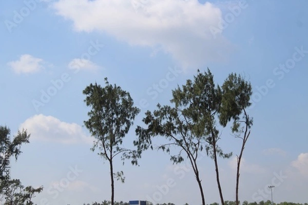 Fototapeta tree and blue sky