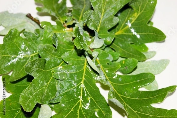 Fototapeta Green wet oak leaves located on a white background