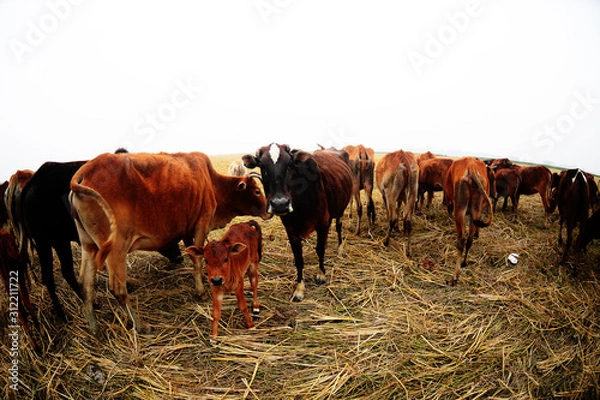 Obraz A herd of dairy cows