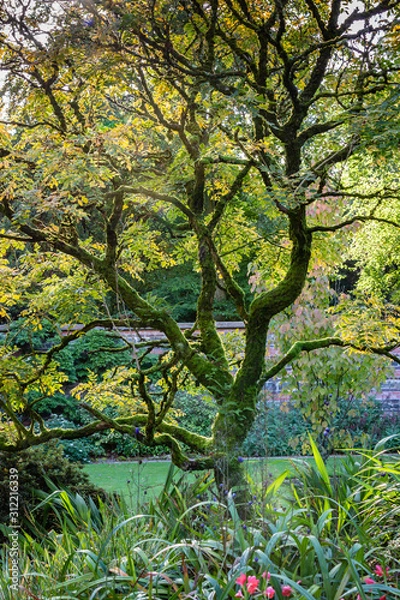 Fototapeta Ancient tree in walled garden