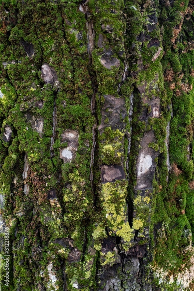 Obraz Mossy tree bark texture