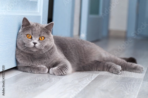 Fototapeta A beautiful domestic cat is resting in a light blue room, a gray Shorthair cat with yellow eyes looking at the camera