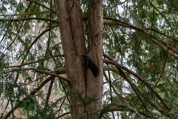 Obraz Eichhörnchen sitzt auf Baum und isst 