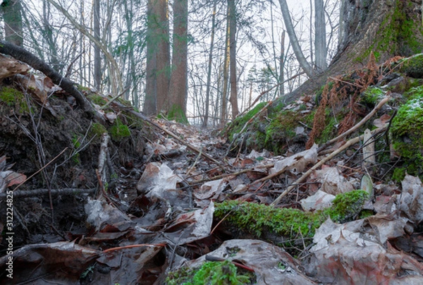 Obraz Dried up stream bottom.