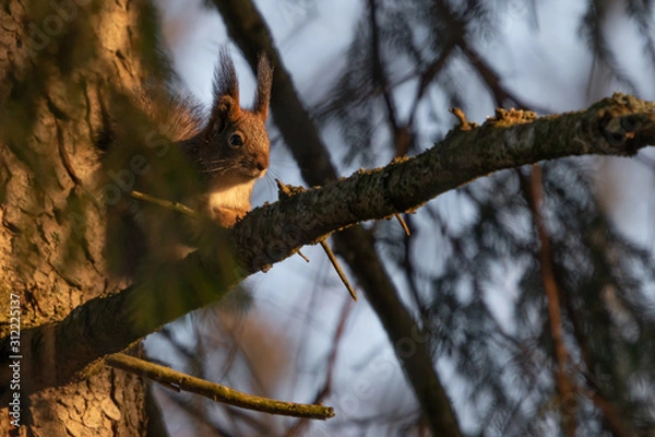 Obraz Squirrel sitting on a branch.