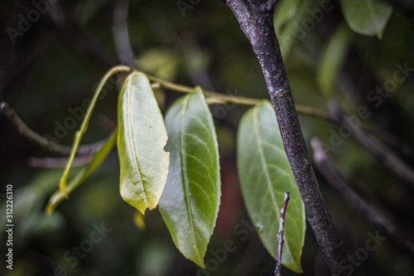 Obraz green leaves in spring