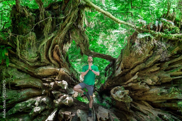 Fototapeta Man doing tree yoga pose inside the fallen trunk of an ancient redwood tree in a Pacific Northwest rainforest.