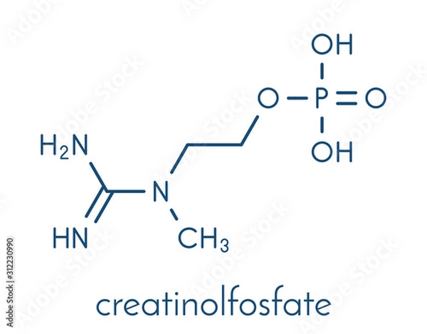 Fototapeta Creatinol-O-Phosphate or COP molecule. Skeletal formula.