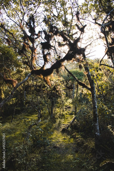 Obraz tree in autumn