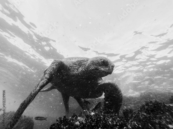 Obraz Swimming with the turtle