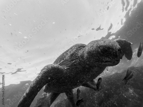 Obraz Swimming with the turtle