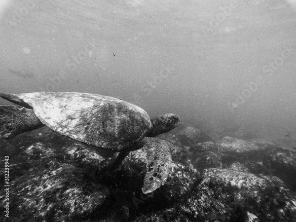 Obraz Swimming with the turtle