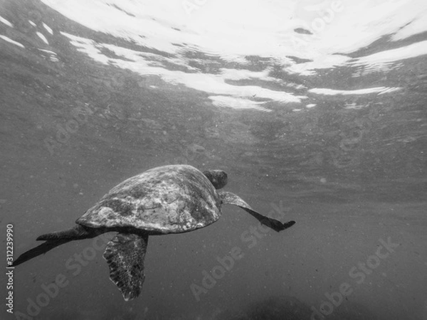 Obraz Swimming with the turtle