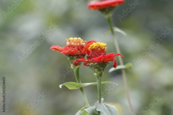 Obraz red poppy flower