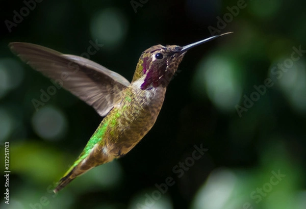 Obraz hummingbird in flight