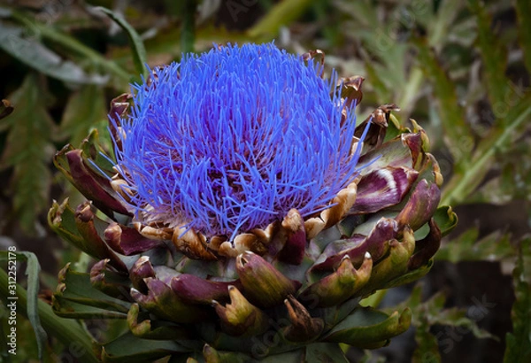 Obraz artichoke in bloom