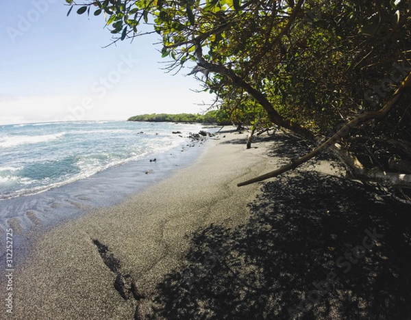 Obraz Volcanic beach surrounded by mangroves