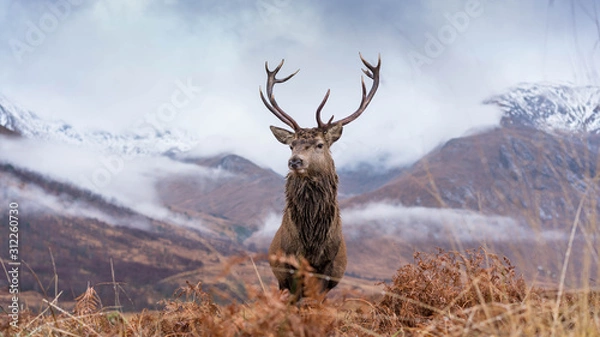 Fototapeta Monarch Of The Glen