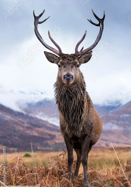 Fototapeta Monarch Of The Glen