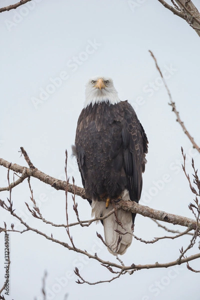 Obraz Adult bald eagle