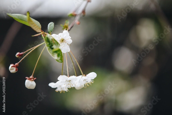 Fototapeta beautiful closeup flowering cherry . natural background. picture with soft focus