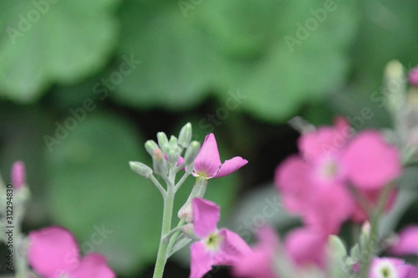 Obraz bees and flowers