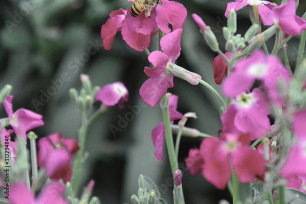 Obraz bees and flowers