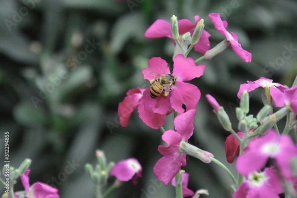 Obraz bees and flowers