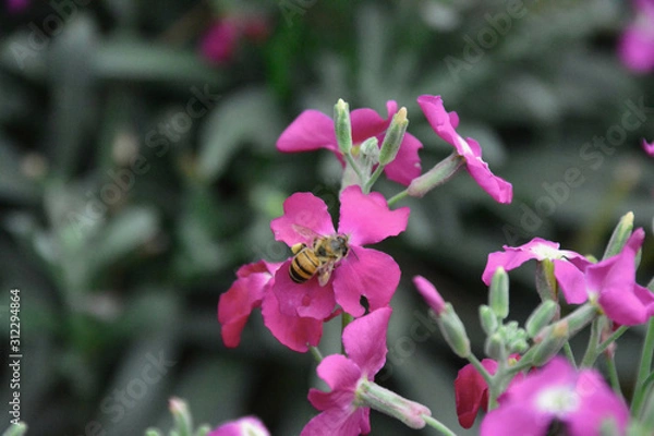 Obraz bees and flowers