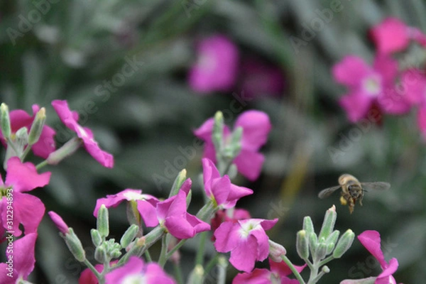 Obraz bees and flowers