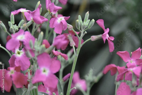 Obraz bees and flowers