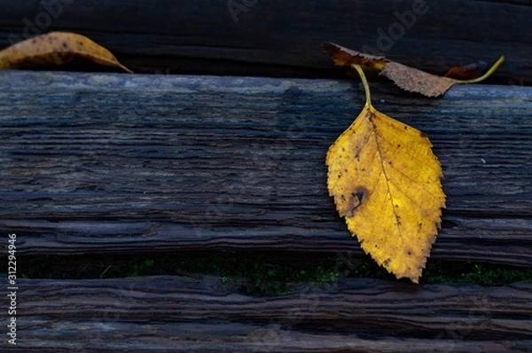 Obraz wooden background