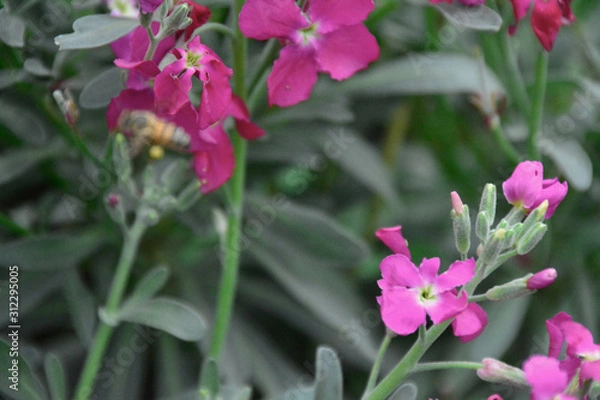 Obraz bees and flowers