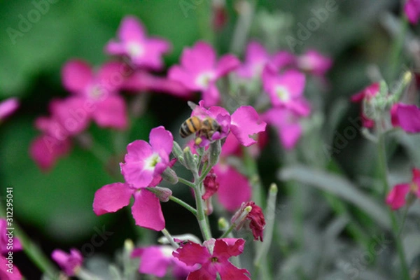 Obraz bees and flowers