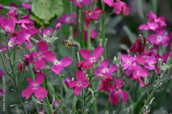 Obraz bees and flowers