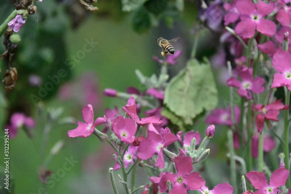 Obraz bees and flowers