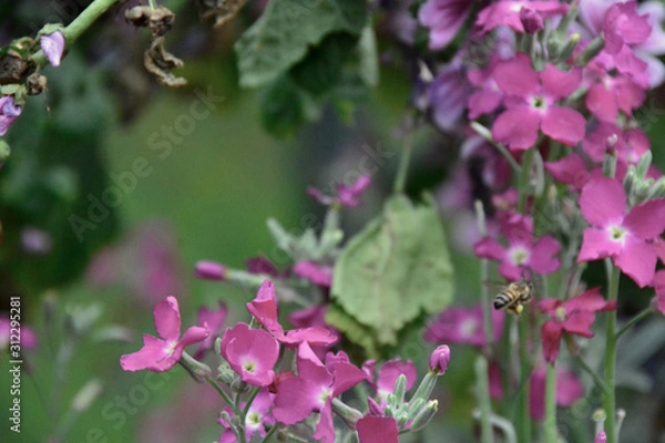 Obraz bees and flowers
