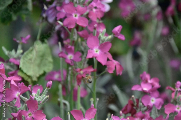 Obraz bees and flowers