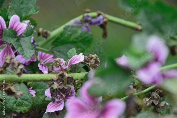 Obraz bees and flowers