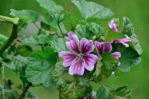 Obraz bees and flowers